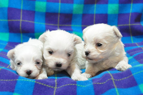 11月29日生まれ マルチーズ 子犬 マルチーズ ブリーダー 子犬販売の専門店 AngelWan 赤ちゃん ペットショップ 横浜