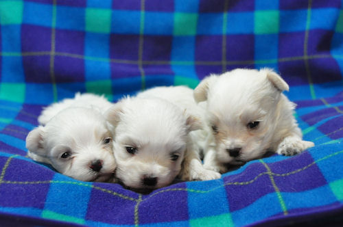 マルチーズ 兄弟 子犬 マルチーズ ブリーダー 子犬販売の専門店 AngelWan 横浜市 瀬谷区 横須賀市