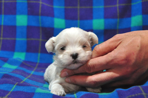 マルチーズ 子犬販売 ペットショップ マルチーズ ブリーダー 子犬販売の専門店 AngelWan 横浜 相模原 町田 川崎