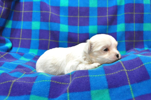 マルチーズ 純白 子犬 マルチーズ ブリーダー 子犬販売の専門店 AngelWan 藤沢 鎌倉 逗子 葉山 湘南