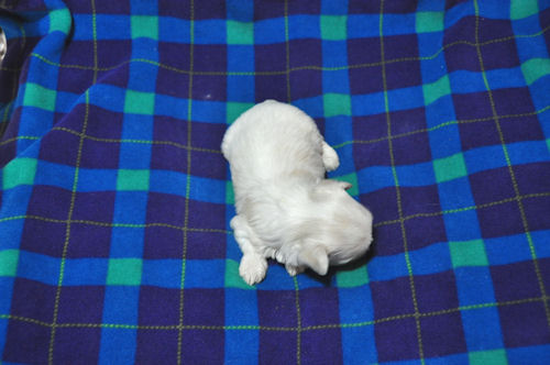 マルチーズ JKC 子犬販売 マルチーズ ブリーダー 子犬販売の専門店 AngelWan 画像 ペット通販 保証付き