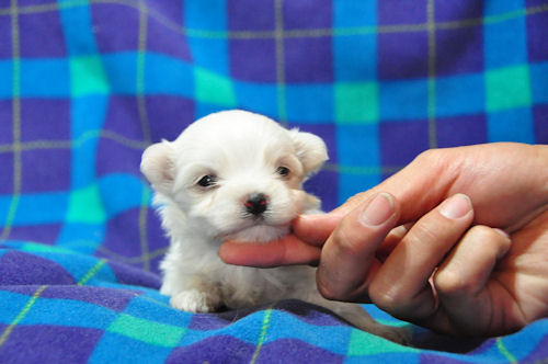 マルチーズ 子犬販売 ブリーダー マルチーズ ブリーダー 子犬販売の専門店 AngelWan 大阪 福岡 広島 京都 奈良