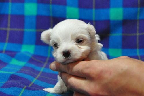 マルチーズ 子犬 画像 マルチーズ ブリーダー 子犬販売の専門店 AngelWan 兵庫 岡山 鳥取 愛媛 和歌山