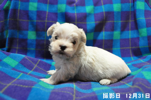 マルチーズ 血統書 JKC マルチーズ ブリーダー 子犬販売の専門店 AngelWan 川崎 湘南 相模原 町田