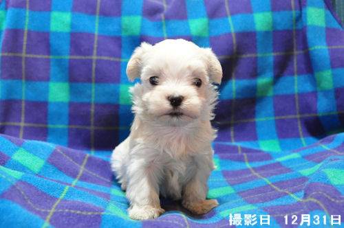 マルチーズ 子犬販売 全国対応可能 マルチーズ ブリーダー 子犬販売の専門店 AngelWan 東京 大阪 福岡 愛知 兵庫