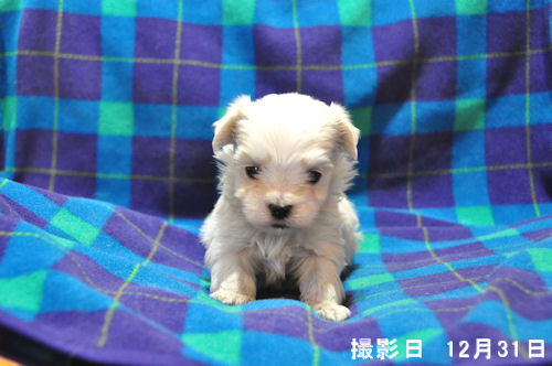 マルチーズ マルタ島 小型犬 マルチーズ ブリーダー 子犬販売の専門店 AngelWan ANA JAL 空輸 陸送