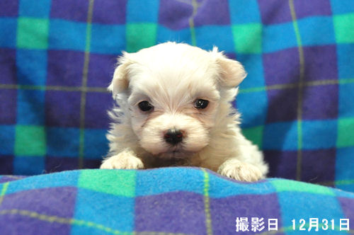 マルチーズ ブリーダー直販 仔犬 マルチーズ ブリーダー 子犬販売の専門店 AngelWan 青森 秋田 富山 長野 静岡