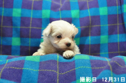 Maltese puppy picture マルチーズ ブリーダー 子犬販売の専門店 AngelWan 三重 滋賀 岐阜 愛媛 広島