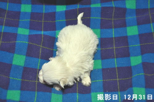 マルチーズ 室内犬 ペット通販 マルチーズ ブリーダー 子犬販売の専門店 AngelWan ペットショップ 全国対応