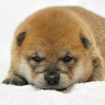 豆柴　ブリーダー　子犬販売の専門店　AngelWan　横浜