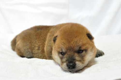 しばいぬ 仔犬 ペットショップ 柴犬 ブリーダー 子犬販売の専門店 AngelWan 横浜市 港北区 都筑区 青葉区