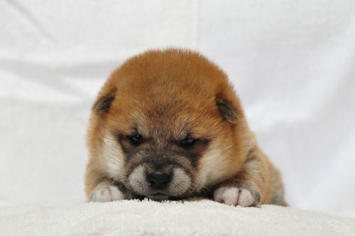 豆柴　ブリーダー　子犬販売の専門店　AneglWan　小型犬　画像　ペットショップ