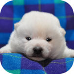 豆柴犬の子犬 白 オス まめ柴 ブリーダー 子犬販売の専門店 AngelWan 横浜