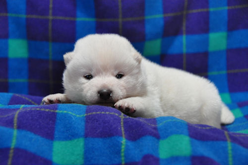 マメ柴 仔犬 ペットショップ まめ柴 ブリーダー 子犬販売の専門店 AngelWan 大阪 福岡 愛知 兵庫 広島