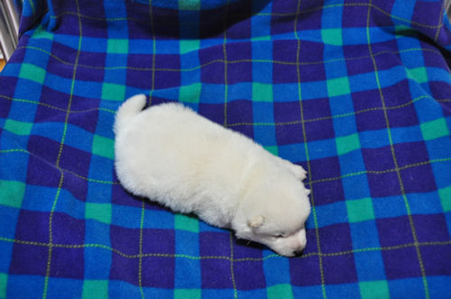 豆柴 しろ 子犬販売 まめ柴 ブリーダー 子犬販売の専門店 AngelWan 兵庫 愛知 静岡 山梨 青森 秋田