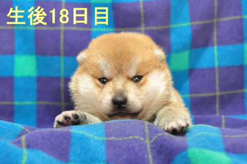 マメシバ ブリーダー直販 子犬画像 まめ柴 ブリーダー 子犬販売の専門店 AngelWan 横浜市 戸塚区 旭区 泉区