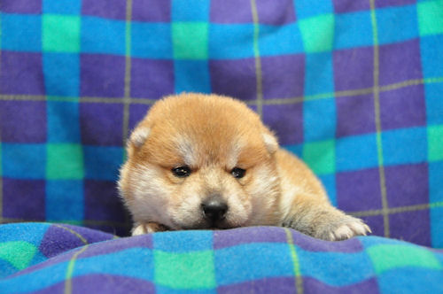 まめ柴犬 人気 仔犬販売 まめ柴 ブリーダー 子犬販売の専門店 AngelWan 横浜市 川崎市 藤沢市 町田市