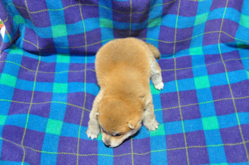 豆柴犬 ペットショップ 横浜 豆柴 ブリーダー 子犬販売の専門店 AngelWan 茅ヶ崎市 鎌倉市 町田市 相模原市