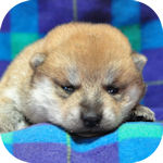 まめ柴犬　ブリーダー　子犬販売の専門店　AngelWan　横浜