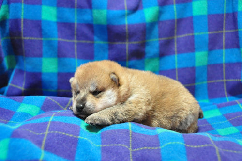 まめ柴犬　ブリーダー　子犬販売の専門店　AngelWan　三重　滋賀　岐阜　富山　愛媛