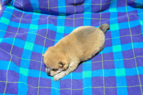 まめ柴犬　ブリーダー　子犬販売の専門店　AngelWan　横浜市　青葉区　都筑区　港北区