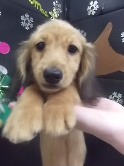 ミニチュアダックスフンド　ブリーダー　子犬販売の専門店　AngelWan　TOKYO　埼玉