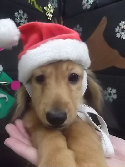 ミニチュアダックスフンド　ブリーダー　子犬販売の専門店　AngelWan　滋賀　京都　福井