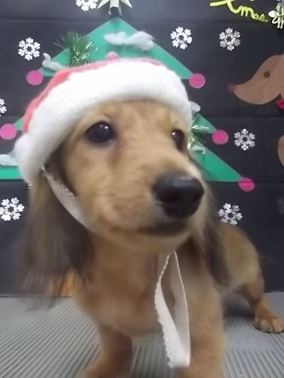 ミニチュアダックスフンド　ブリーダー　子犬販売の専門店　AngelWan　新潟　山形　富山