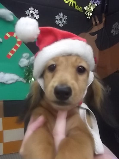 ミニチュアダックスフンド　ブリーダー　子犬販売の専門店　AngelWan　熊本　愛媛　山梨