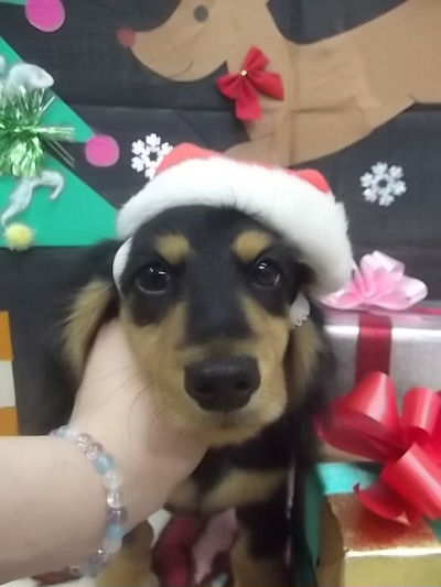 ミニチュアダックスフンド　ブリーダー　子犬販売の専門店　AngelWan　湘南　川崎　町田