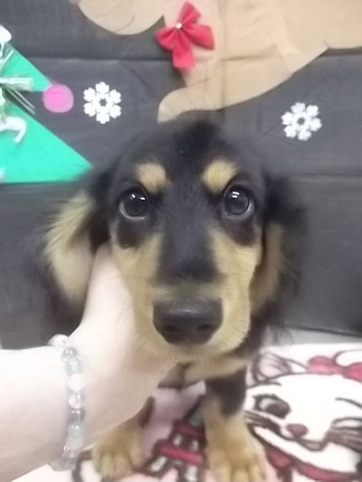 ミニチュアダックスフンド　ブリーダー　子犬販売の専門店　AngelWan　相模原　横須賀