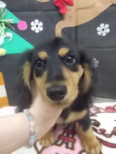 ミニチュアダックスフンド　ブリーダー　子犬販売の専門店　AngelWan　青森　秋田　長野