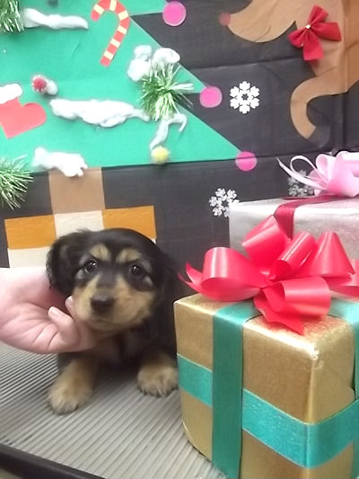 ミニチュアダックスフンド　ブリーダー　子犬販売の専門店　AngelWan　神奈川　東京