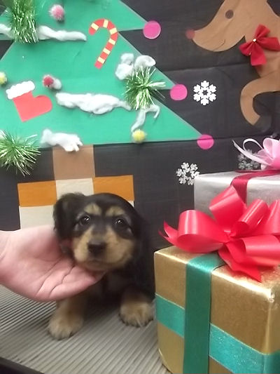 ミニチュアダックスフンド　ブリーダー　子犬販売の専門店　AngelWan　千葉　山梨　静岡