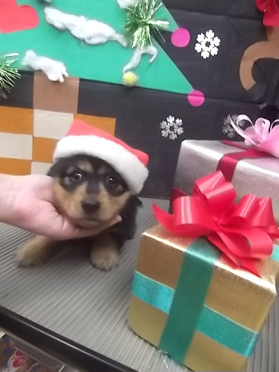 ミニチュアダックスフンド　ブリーダー　子犬販売の専門店　AngelWan　秋田　長野　青森