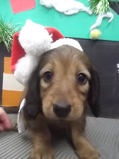 ミニチュアダックスフンド ペットショップ 横浜 ミニチュアダックスフンド ブリーダー 子犬販売の専門店 AngelWan 川崎 町田 相模原