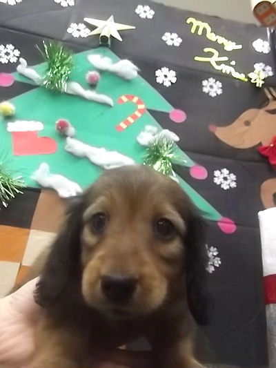 ミニチュアダックスフンド ブリーダー 横浜 ミニチュアダックスフンド ブリーダー 子犬販売の専門店 AngelWan 藤沢 茅ヶ崎 平塚