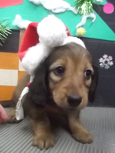 ミニチュアダックスフンド こいぬ ペット販売 ミニチュアダックスフンド ブリーダー 子犬販売の専門店 AngelWan 湘南 鎌倉 逗子