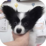 パピヨン　ブリーダー　子犬販売の専門店　AngeｌWan　横浜