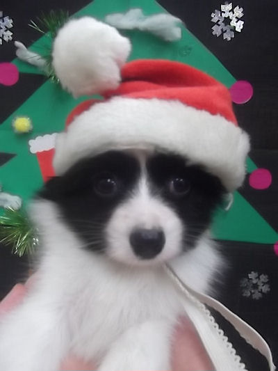 パピヨン　ブリーダー　子犬販売の専門店　AngelWan　東京　神奈川　千葉　埼玉　静岡