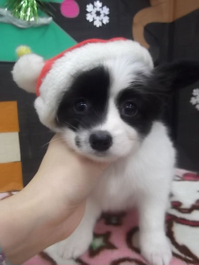 パピヨン ブリーダー 子犬画像 パピヨン ブリーダー 子犬販売の専門店 AngelWan 大阪 愛知 兵庫 広島 福岡