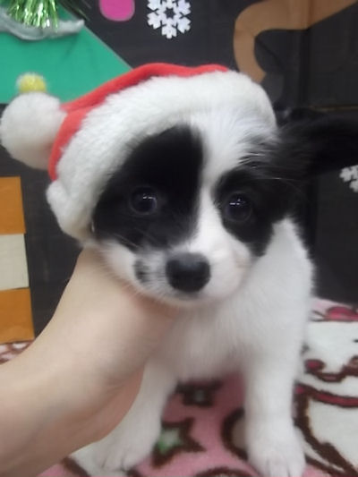 パピヨン ペット販売 横浜 パピヨン ブリーダー 子犬販売の専門店 AngelWan 長野 山梨 富山 岐阜 滋賀