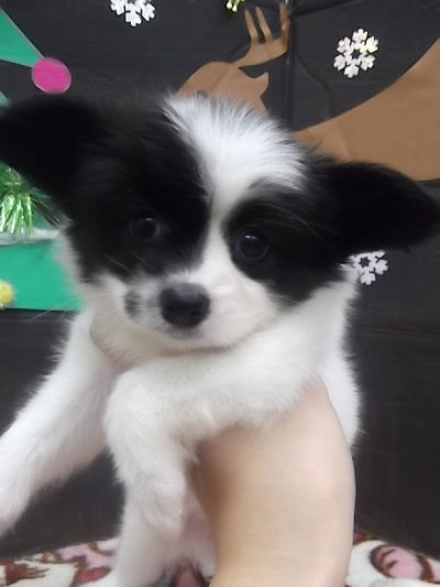 パピヨン 室内犬 フランス パピヨン ブリーダー 子犬販売の専門店 AngelWan 三重 京都 福井 鳥取 岡山