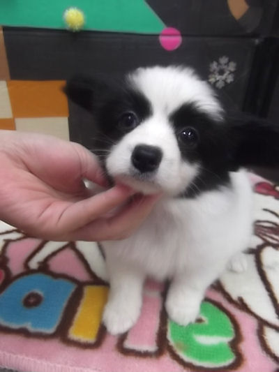 パピヨン　ブリーダー　子犬販売の専門店　AngelWan　室内犬　JKC　小型犬　画像