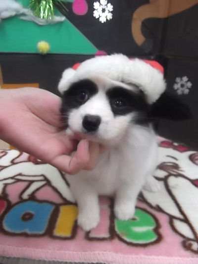 パピヨン　ブリーダー　子犬販売の専門店　AngelWan　神奈川　東京　秋田　青森　新潟