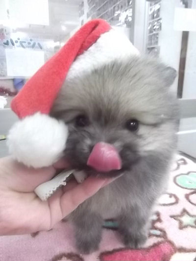 ポメラニアン 毛量 小ぶり ポメラニアン ブリーダー 子犬販売の専門店 AngelWan 横浜市 戸塚区 泉区 栄区