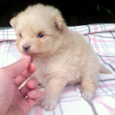 ポメラニアン　ブリーダー　子犬販売の専門店　AngelWan　青森　秋田　長野　静岡