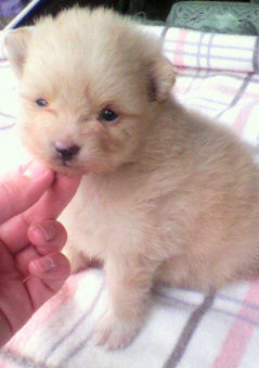 ポメラニアン　ブリーダー　子犬販売の専門店　AngelWan　室内犬　小型犬　シャオリア