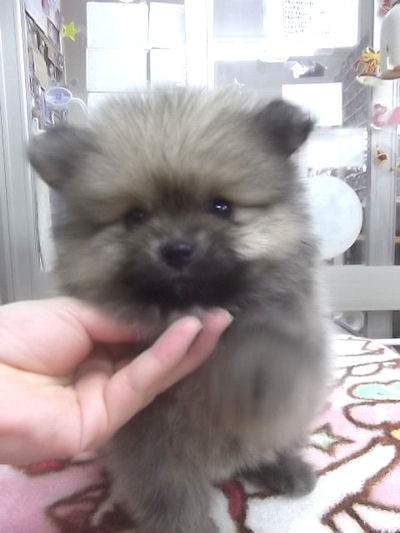 pome_a3 ポメラニアン ブリーダー 子犬販売の専門店 AngelWan 川崎
