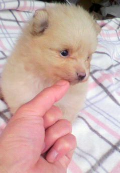 ポメラニアン　ブリーダー　子犬販売の専門店　AngelWan　横浜　もあもあ　ふわふわ